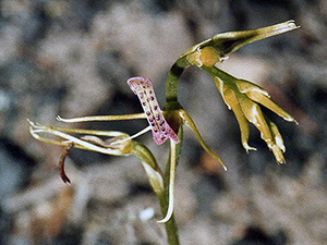 Small Tongue Orchid.