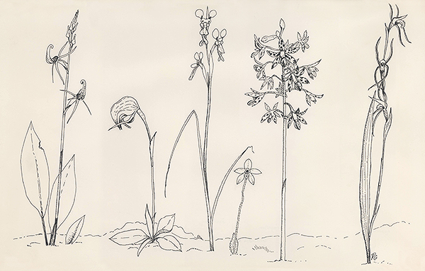 Botanical drawings of Orchids.