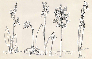 Botanical drawings of Orchids.