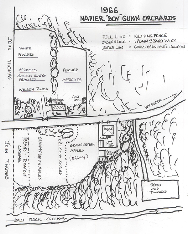 Tom's sketch of Gunn's orchards.