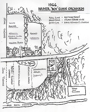 Tom's sketch of Gunn's orchards.