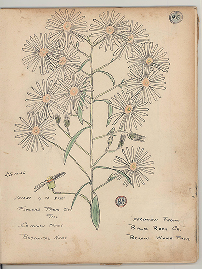 One of Tom Ryan's botanical drawings.