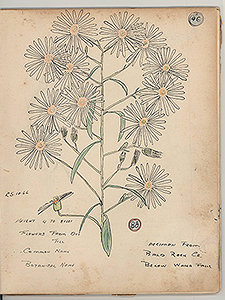 One of Tom Ryan's botanical drawings.