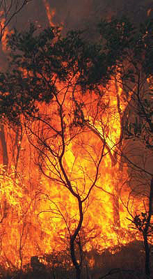 2002 bush fire.