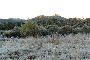 One of Girraween's frosty mornings.