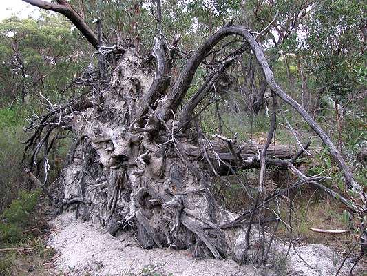 Uprooted tree, Dr Roberts' Waterhole track.