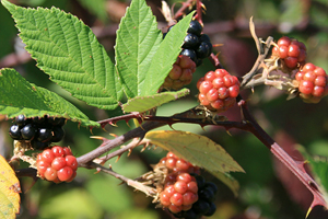 Blackberries.