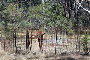 Feral pig trap.