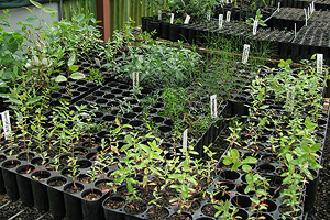 Trays of seedlings.