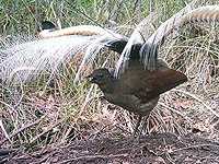 Superb Lyrebird.