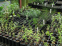 Native seedlings being propagated.