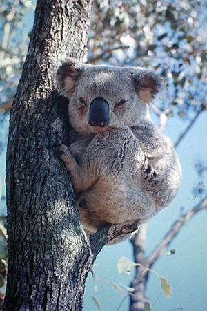 Koala