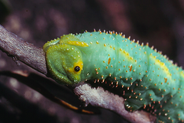 Close-up of caterpillar.