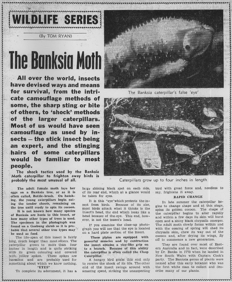 Banksia Moth article
