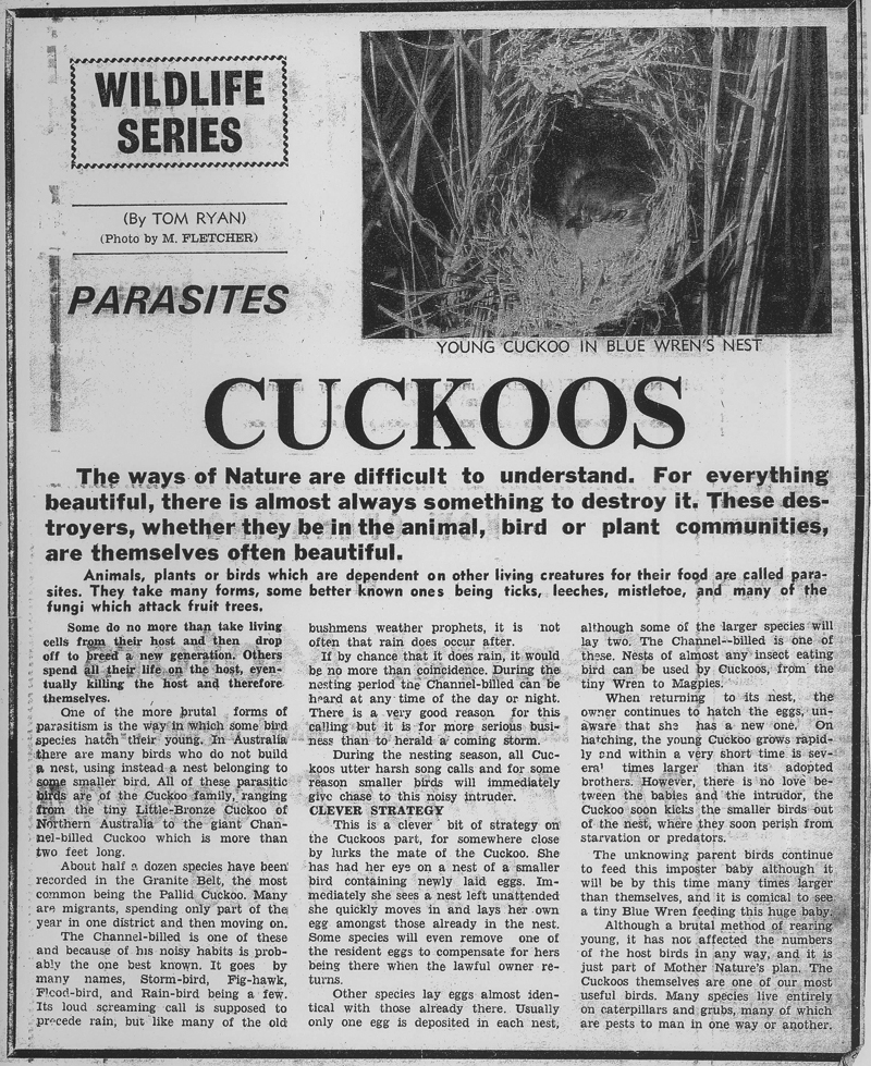Cuckoos article