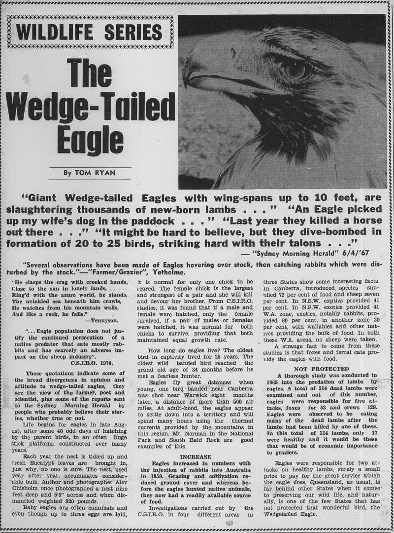 The Wedge-tailed Eagle article