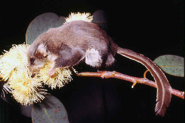 Feather-tailed Glider.