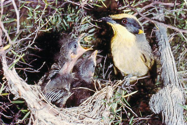 Honeyeater at nest feeding babies.