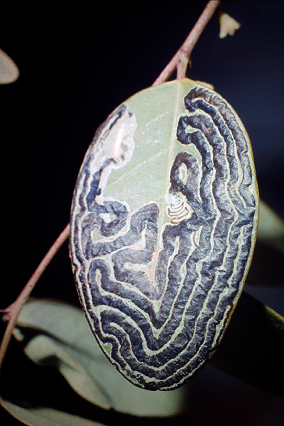 Chewed leaf pattern.