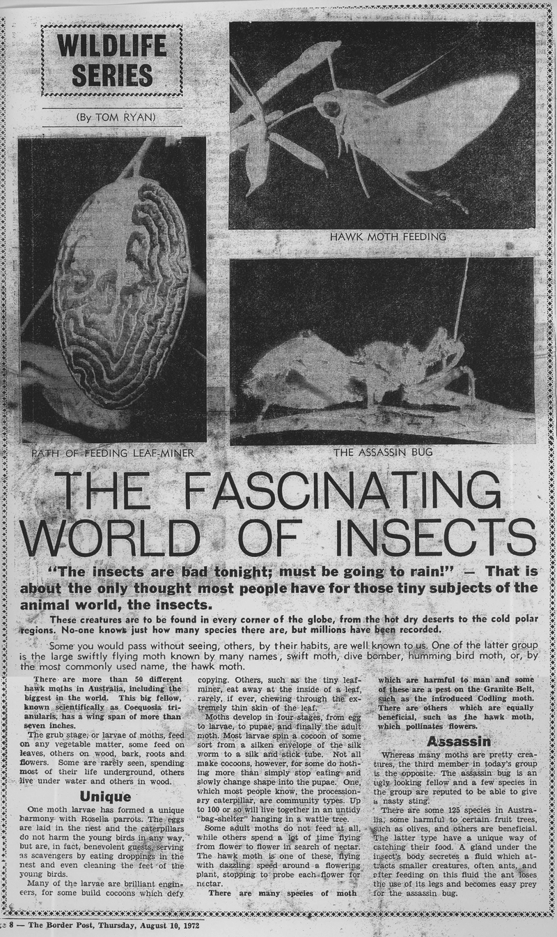 Insects article