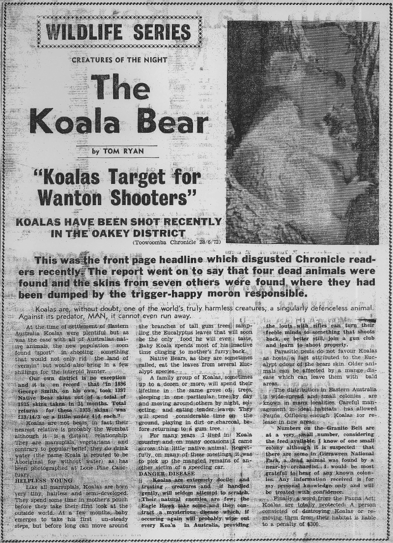 The Koala Bear article