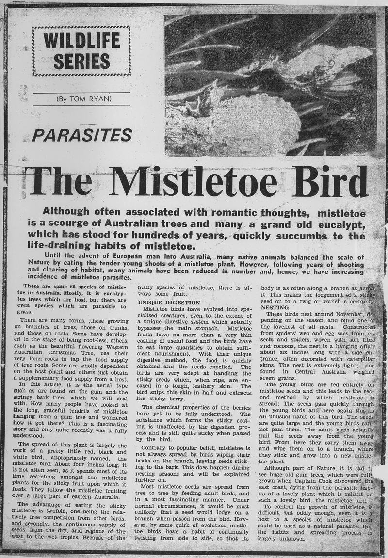 The Mistletoe Bird article