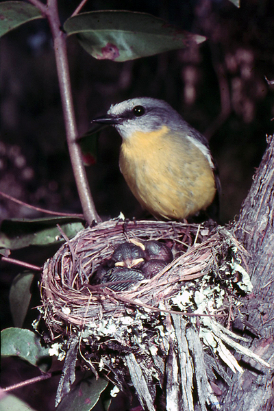 A Yellow Robin at nest with babies.