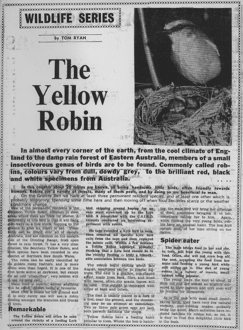 The Yellow Robin article