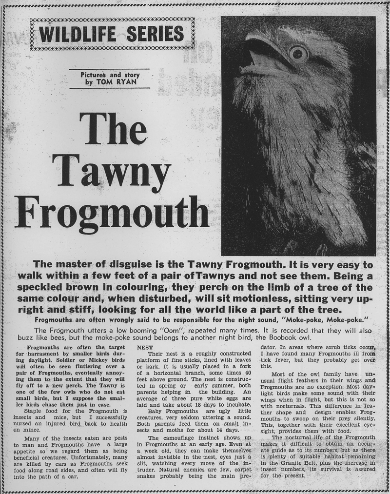 The Tawny Frogmouth article