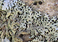 A Leafy Lichen