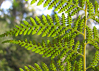 Fern Frond