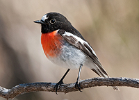 Scarlet Robin