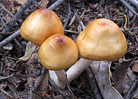 Three Golden Mushrooms