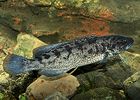 River Blackfish