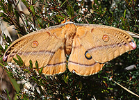 Helena Moth