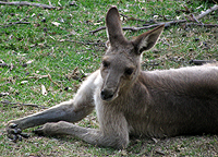 Eastern Grey Kangaroo