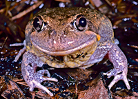 Pobblebonk - A Frog