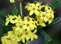 White's Phebalium