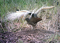 Superb Lyrebird