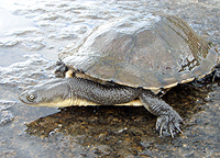 Eastern Long-necked Turtle