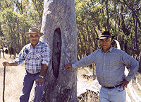 Kambuwal descendants with a marked tree.