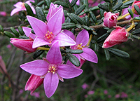 Boronia amabilis