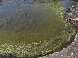 Blue-green algae in Bald Rock Creek