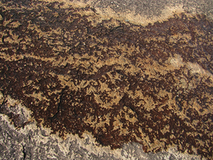 Algae on rocks at The Junction.