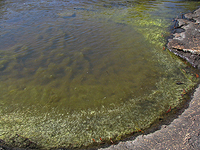 Colourful algae