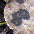 Tar Spot