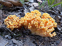 Ramaria species