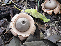 Geastrum triplex