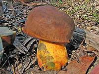 Boletus species