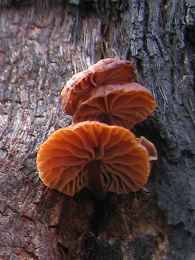 Fungi; Flammulina velutipes